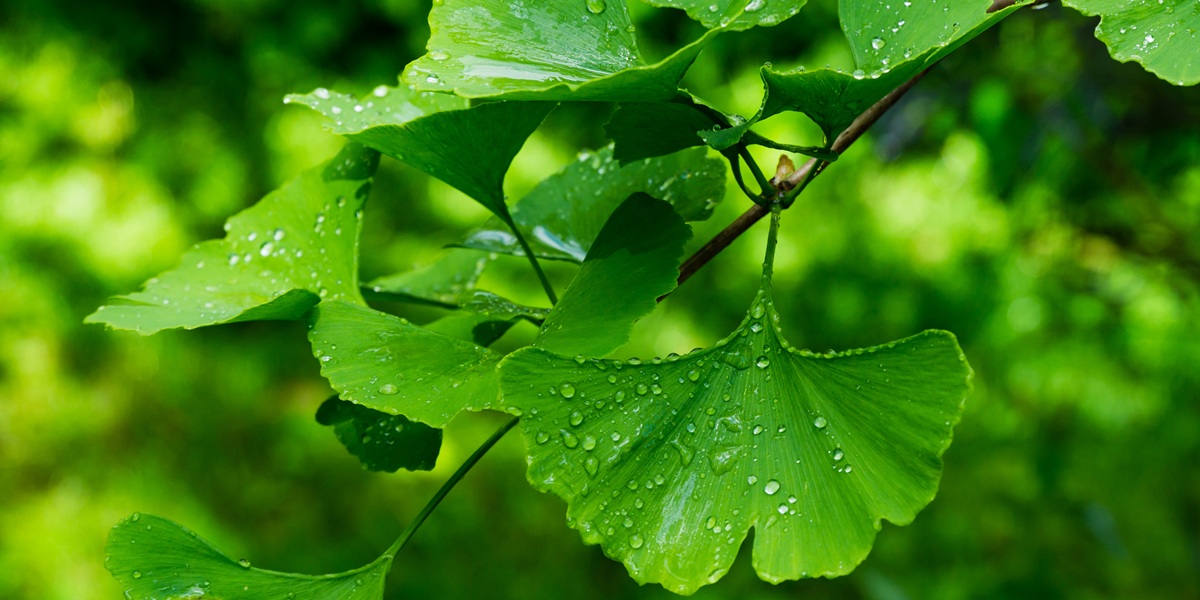 Ginkgo biloba