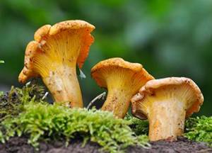 10 Mushrooms You Should Forage This Summer - Chantarelle