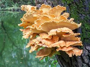 10 Mushrooms You Should Forage This Summer - Chicken of the Woods