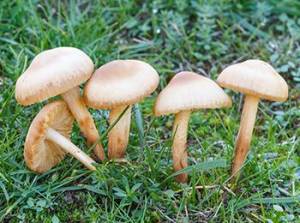10 Mushrooms You Should Forage This Summer - Fairy Ring Mushrooms