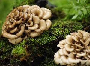 10 Mushrooms You Should Forage This Summer - Hen of The woods