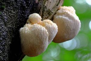 10 Mushrooms You Should Forage This Summer - Lion's Mane
