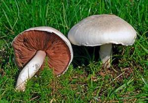 10 Mushrooms You Should Forage This Summer - Meadow Mushrooms