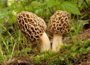 10 Mushrooms You Should Forage This Summer - Morel