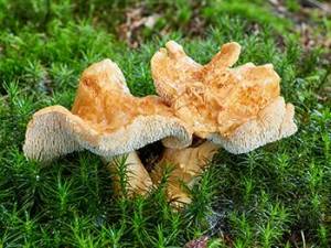 10 Mushrooms You Should Forage This Summer - Wood Hedgehog