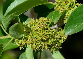 10 Natural Laxative Herbs - European Buckthorn
