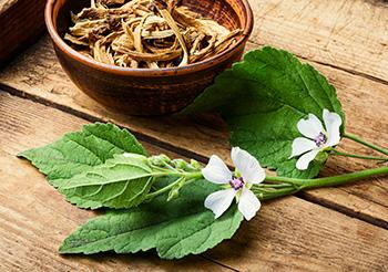 10 Natural Laxative Herbs - Marshmallow root