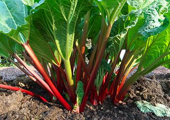 10 Natural Laxative Herbs - Rhubarb