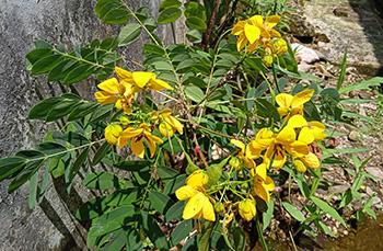 10 Natural Laxative Herbs - Senna
