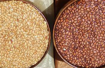Common Flax - Brown vs Gold
