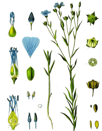 Common Flax - Identifications