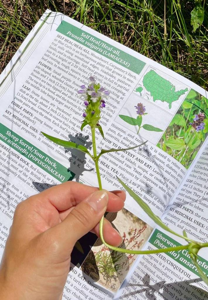 SelfHeal Plant The Lost Herbs