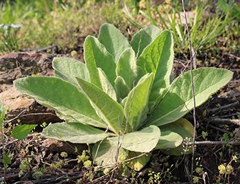 mullein