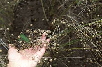 Harvest Flax