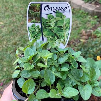 How to Grow Oregano