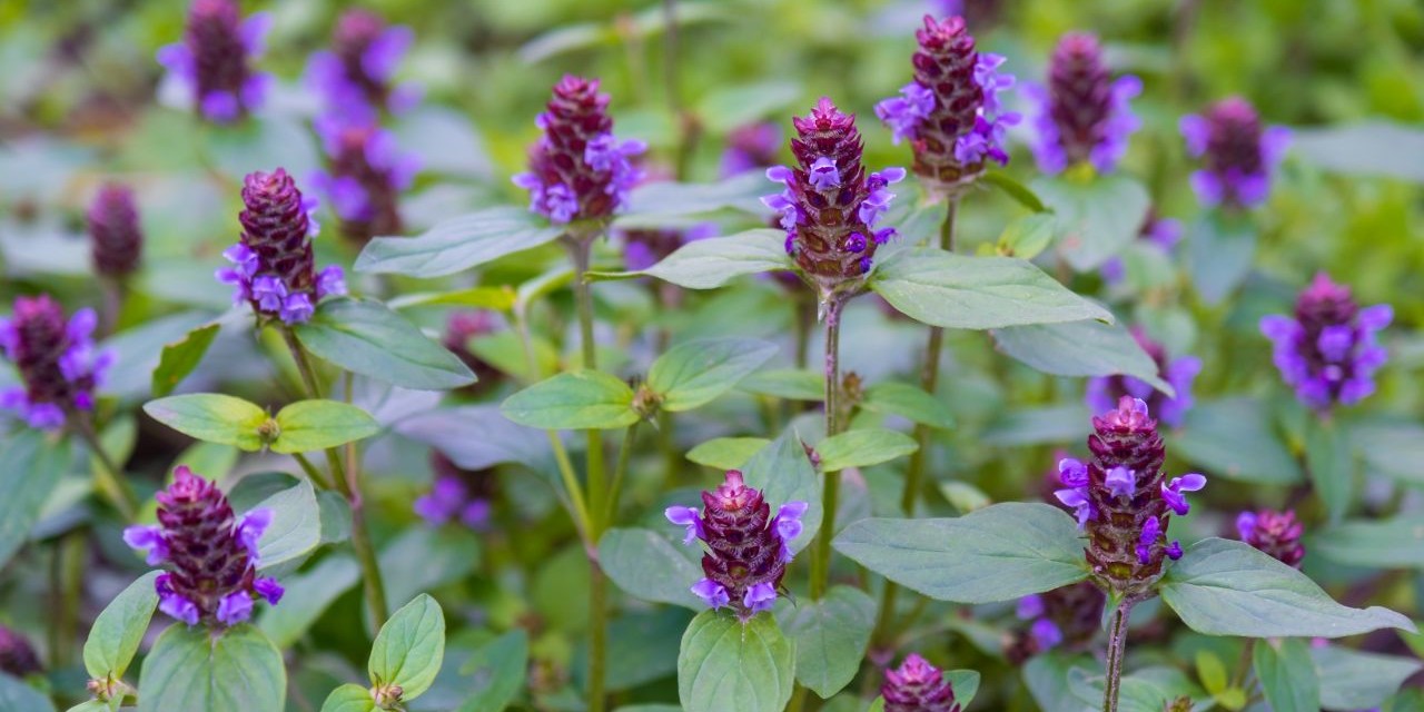 self-heal plant