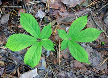 5 Plants Similar to Insulin that Lower Your Blood Sugar - American Ginseng