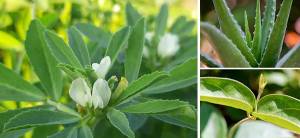 5 Plants Similar to Insulin that Lower Your Blood Sugar - Cover