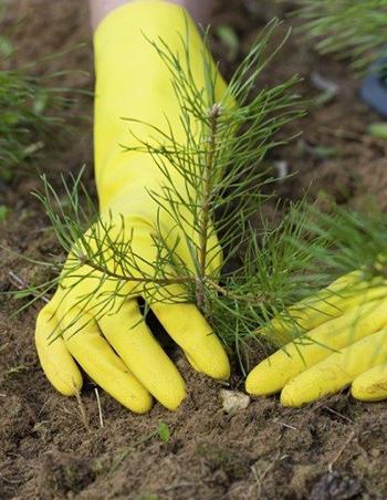 Growing White Pine