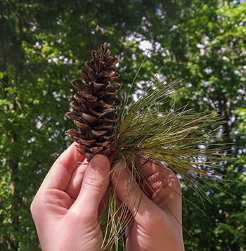 Harvest - White Pine