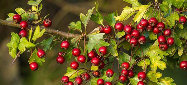 Hawthorn - The Lost Herbs