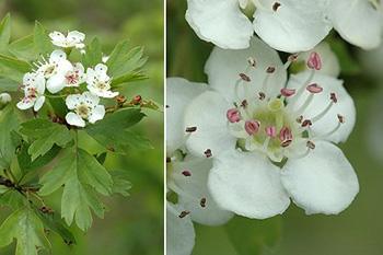 Hawthorn - Identification Flower and leaves