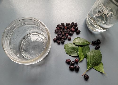 Hawthorn Tincture - Step 3