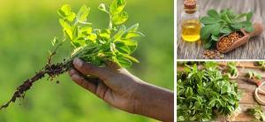 Kill Hunger With This Herb - Cover