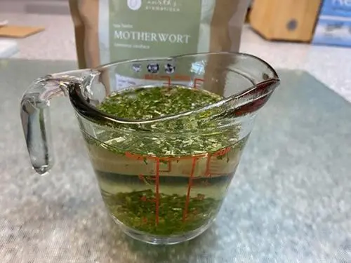 A Gurdyroot Infusion Motherwort - The Lost Herbs