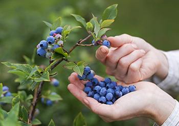 The Superberry - Blueberry 2