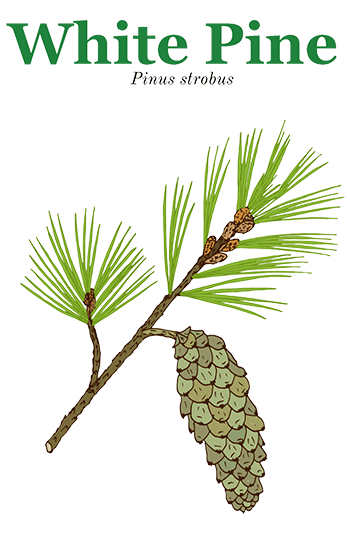 White Pine - Identification