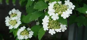 Viburnum trilobum