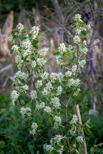 Growing Saskatoon Tree