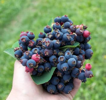 Harvest Saskatoon Berries