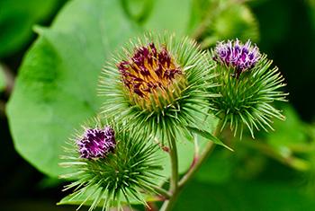 How to Make Burdock Tincture - Burdock