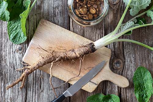 How to Make Root Burdock Tincture - Step 1