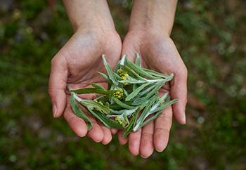The Legal Narcotic You Can Grow In Your Own Backyard - Mugwort warning