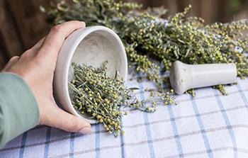 The Legal Narcotic You Can Grow In Your Own Backyard - mugwort benefits 3