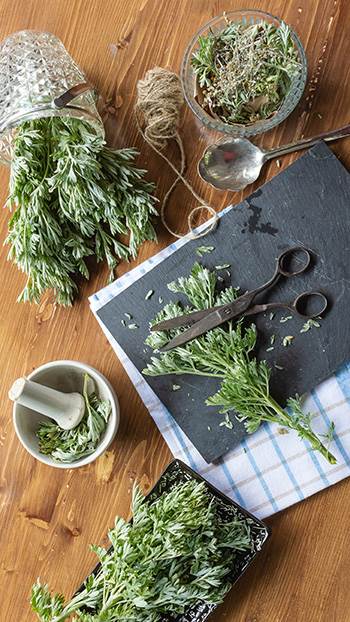 The Legal Narcotic You Can Grow In Your Own Backyard - mugwort benefits