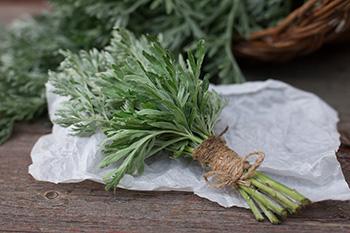The Legal Narcotic You Can Grow In Your Own Backyard - mugwort overview