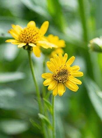 Arnica - Identification