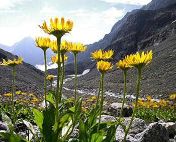 Arnica - Where to Found