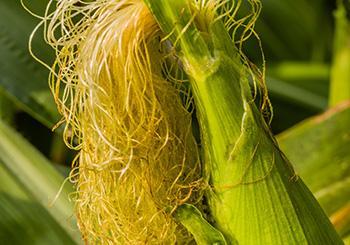 Corn Silk - Benefits