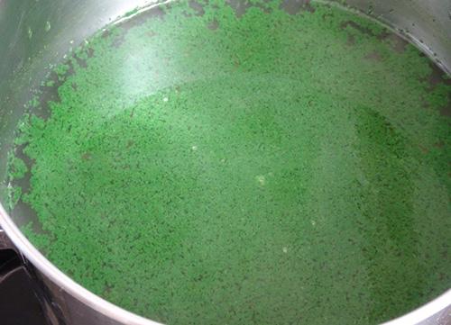 DIY chlorophyll extract - Step 7
