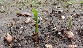 Growing Turmeric 