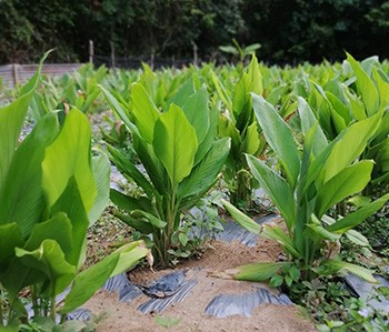 Turmeric,Plantation.,Great,Green,Shows,Plants,Grow,Well