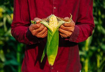 Harvest Corn - Silk
