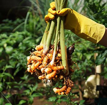 Harvesting Turmeric