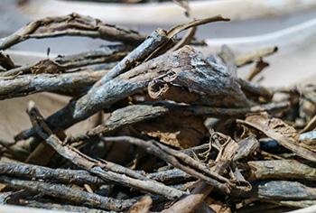 How to Make Quinine at Home for the Immune System - Cinchona Bark