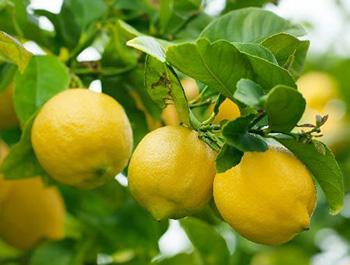How to Make Quinine at Home for the Immune System - Citrus